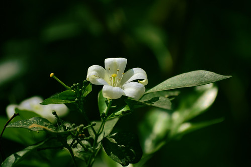 1758-1758-1758-1758-quot-bomat-quot-1758-1758-1758-1758---part-2