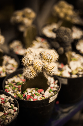 nongkrong-bareng-lensa-50mm-normal-lens