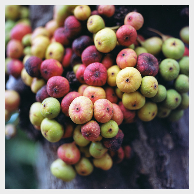 nongkrong-bareng-analog---film-camera---part-4