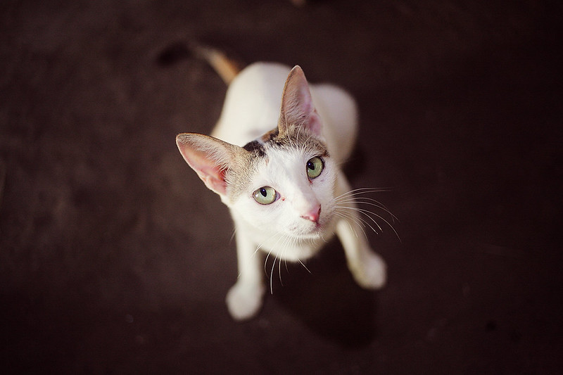 saung-lensa-manual---part-2