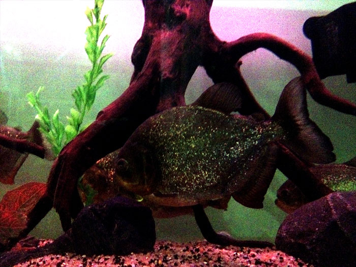 FOR SALE : RARE Amazonian Fish, "Red Bellied PIRANHA" (Pygocentrus nattereri)