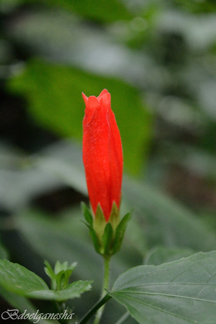 jangan-remehkan-lensa-kit