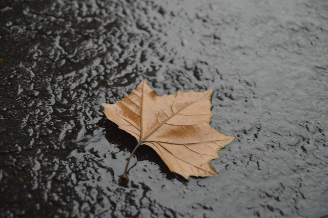 alun-alunnya-nikonian---part-10