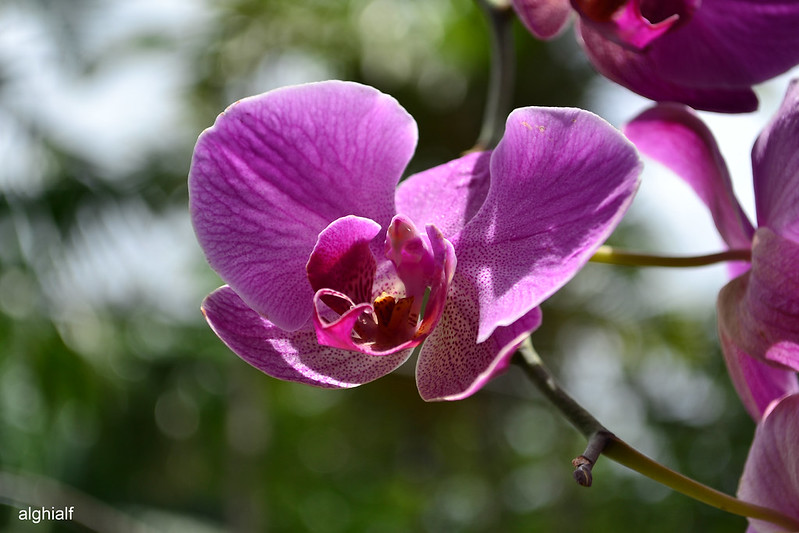 jangan-remehkan-lensa-kit