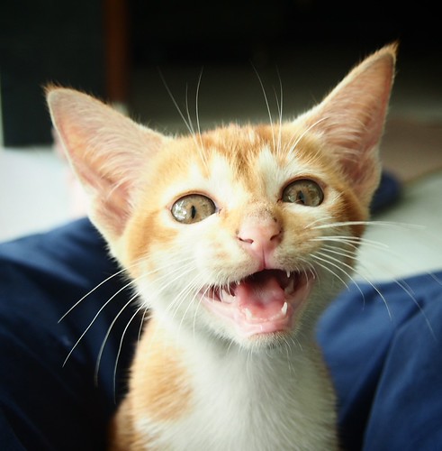 rumah-olympus---part-2