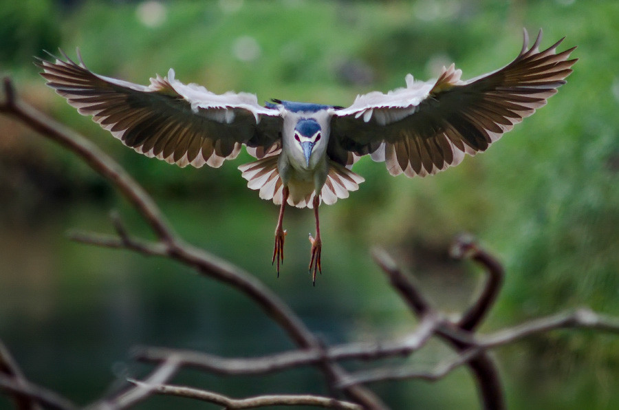 Amazing: Foto bangau sedang bertarung!