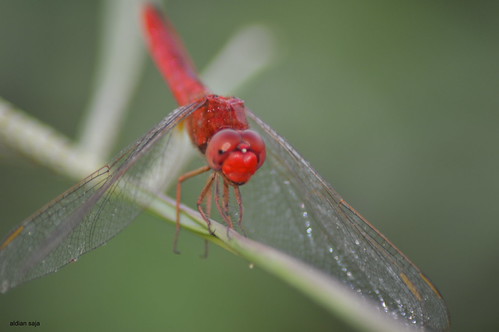 regional-surabaya-forest-v20--sekitarnya---part-4