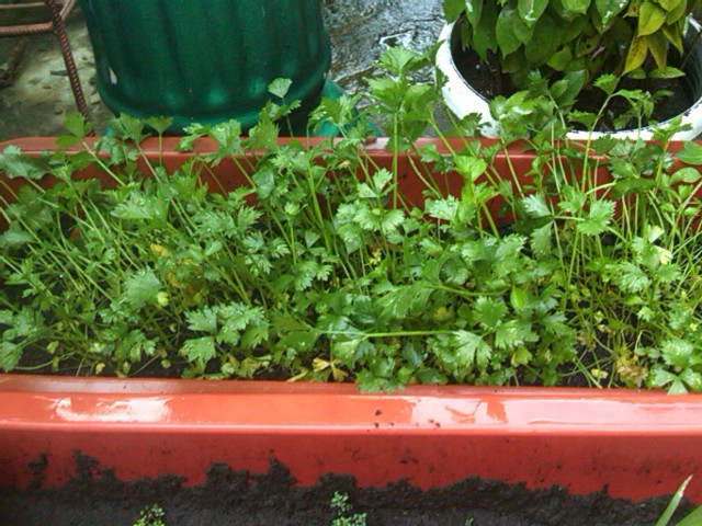 vegetable-lovers---official-thread---part-2