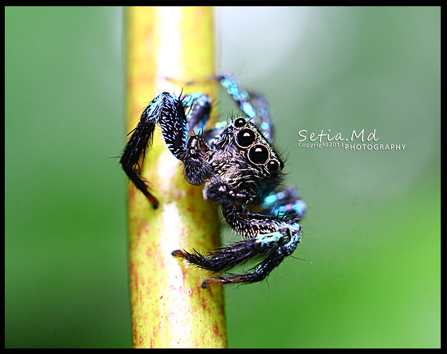 nongkrong-bareng-macro-micro-photography