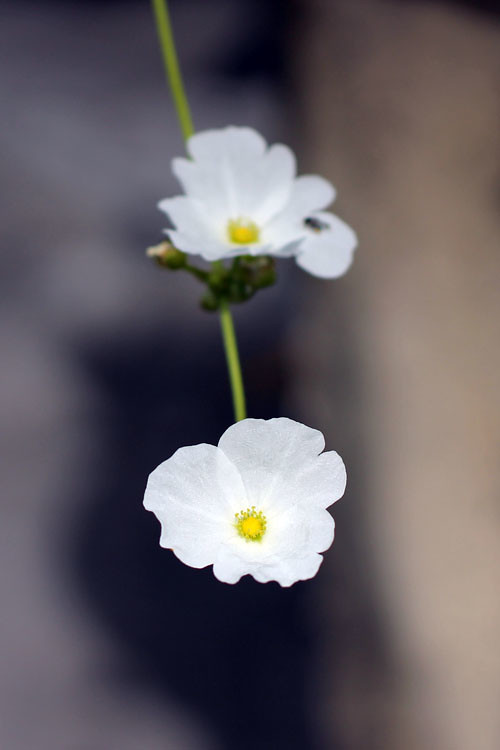 saung-lensa-manual---part-2