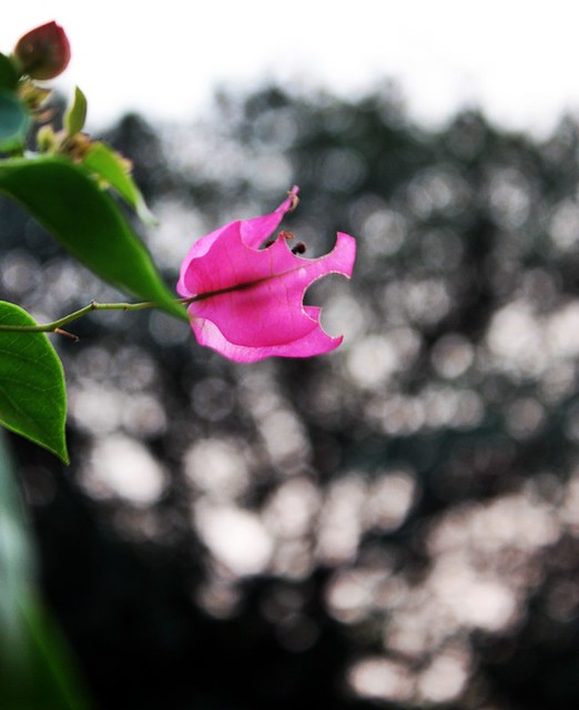 efek-blur-bokeh-pake-lensa-kit-standar-18-55mm-is