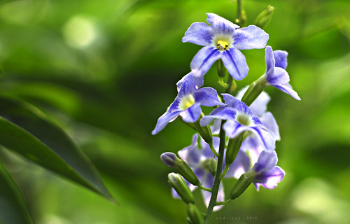 nongkrong-bareng-plants-photography-buat-yang-suka-foto-tetumbuhan