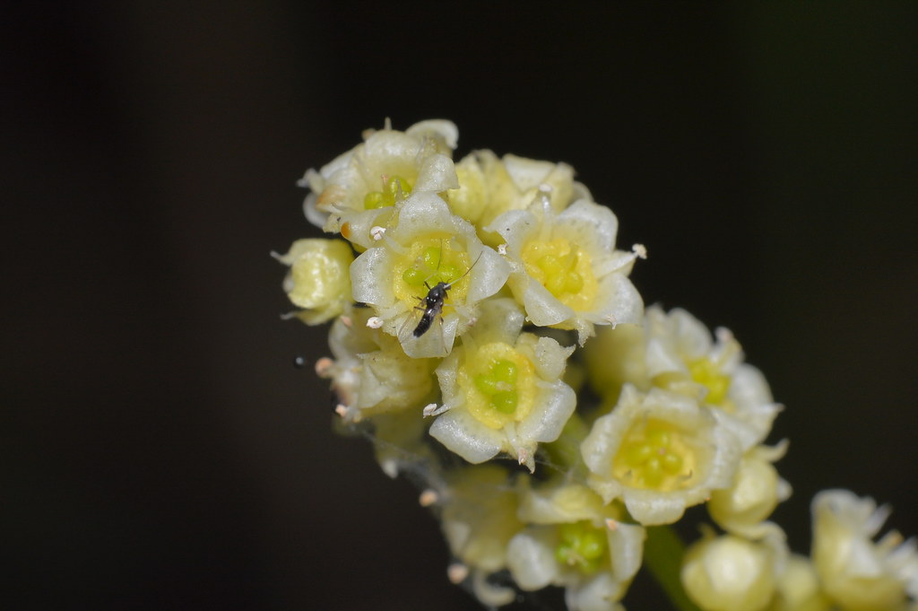 nongkrong-bareng-plants-photography-buat-yang-suka-foto-tetumbuhan