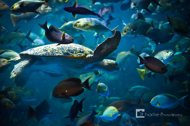 nongkrong-bareng-yang-masih-amatiran-dan-newbie---part-4