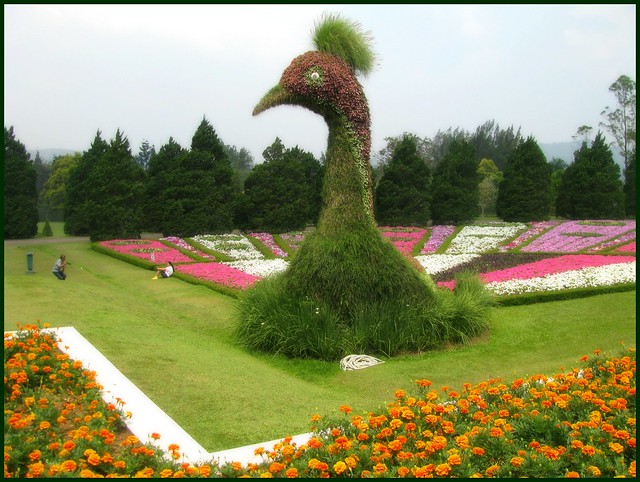 MENGINTIP KEINDAHAN BUKIT BUNGA ROMANTIS DI JEPANG