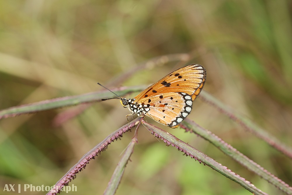 saung-lensa-manual---part-2