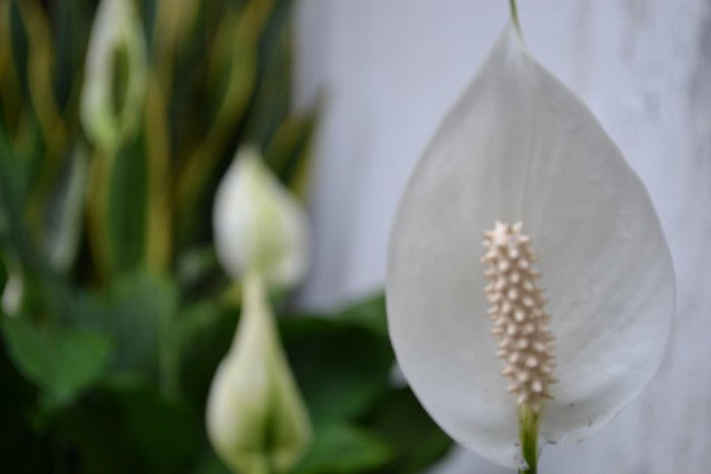 regional-wong-ngapak-kebumen-gombong-banyumas-tegal-dll