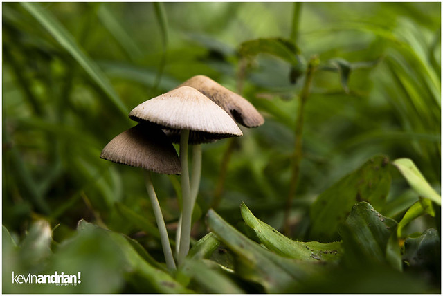 pendopo-sony-alpha---part-4