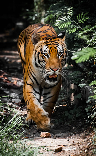 alun-alunnya-nikonian---part-10