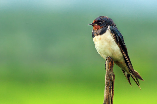 wildlife-fotografi