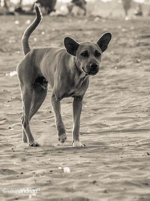 pendopo-sony-alpha---part-4