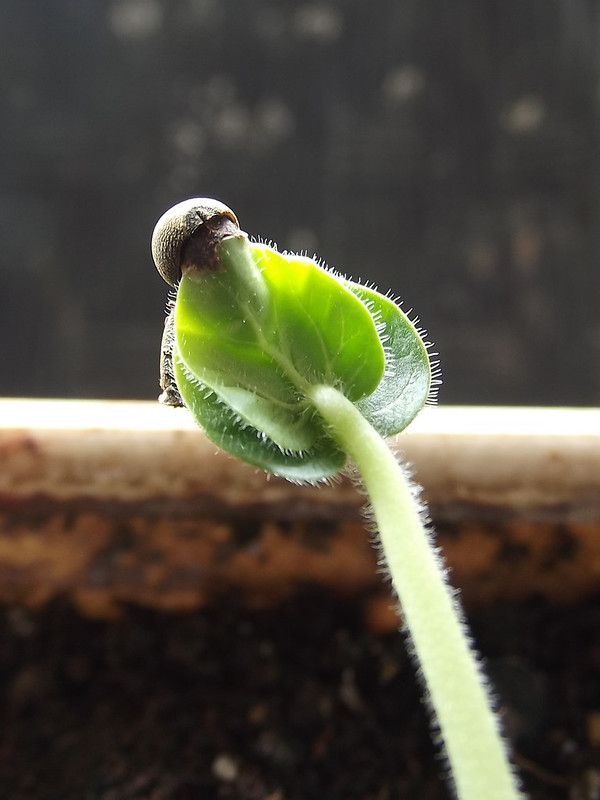 vegetable-lovers---official-thread---part-2