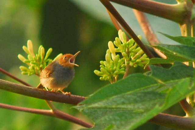 ayo-bertanam-cabe---hot--eksotis