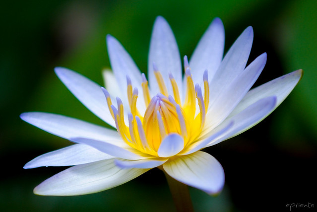 nongkrong-bareng-plants-photography-buat-yang-suka-foto-tetumbuhan