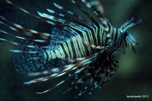 photo-games-foto-di-bawah-saya