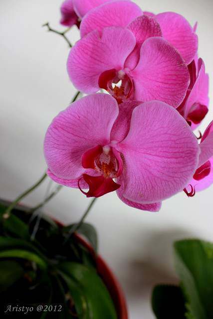 nongkrong-bareng-plants-photography-buat-yang-suka-foto-tetumbuhan