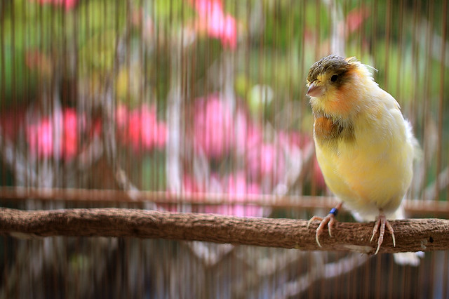 sharepecinta-kenari--jenis-finch-lain-blackthroat-engasr-mozambik-kumpul-disini