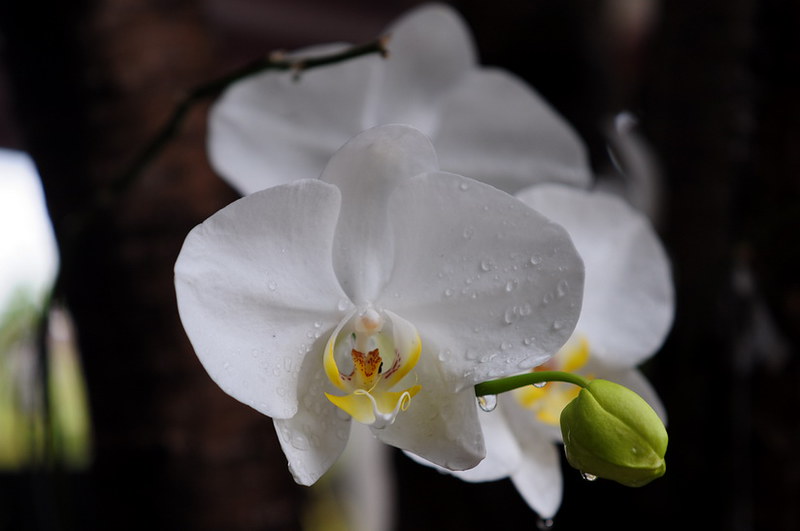 saung-lensa-manual---part-2