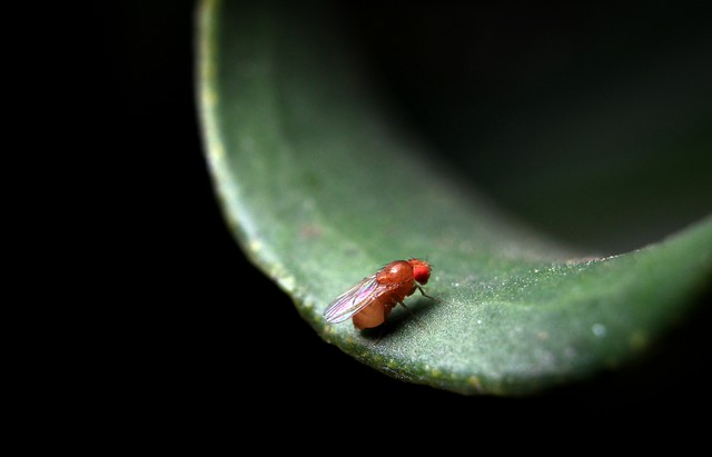 saung-lensa-manual---part-2