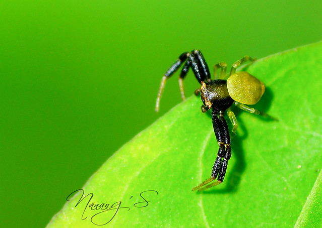 nongkrong-bareng-macro-micro-photography