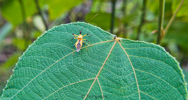 saung-lensa-manual---part-2