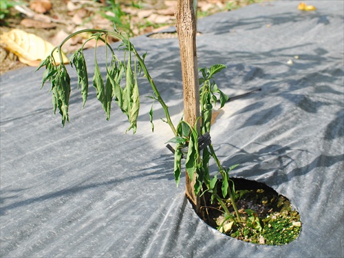 ayo-bertanam-cabe---hot--eksotis