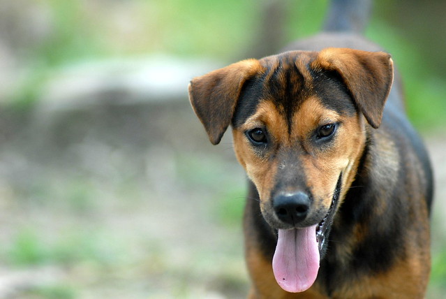anjing-kampung-mongrel-mix-breed-campuran-silangan-lover039s---part-2
