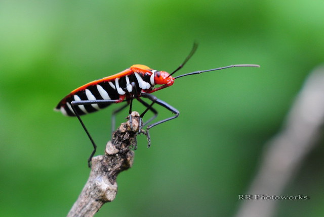 saung-lensa-manual---part-2
