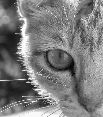 nongkrong-bareng-animal-photography