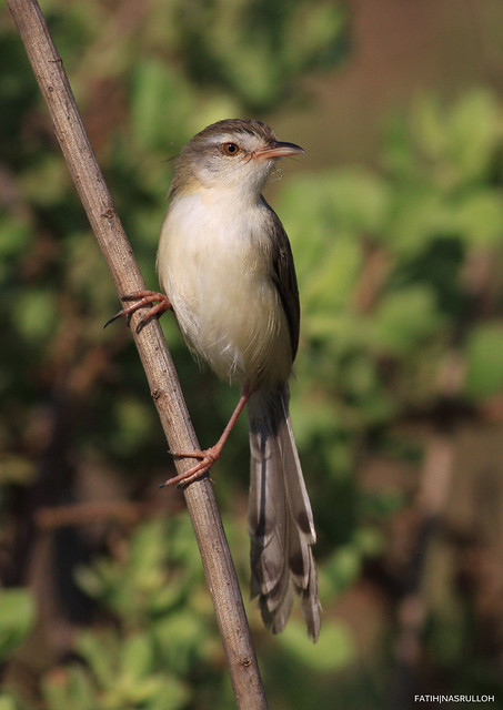 kampung-canoners---part-13