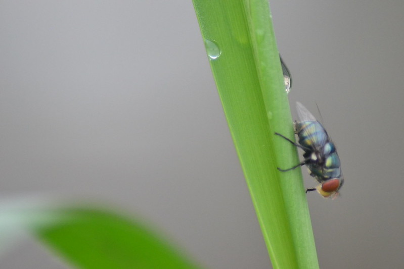 alun-alunnya-nikonian---part-10