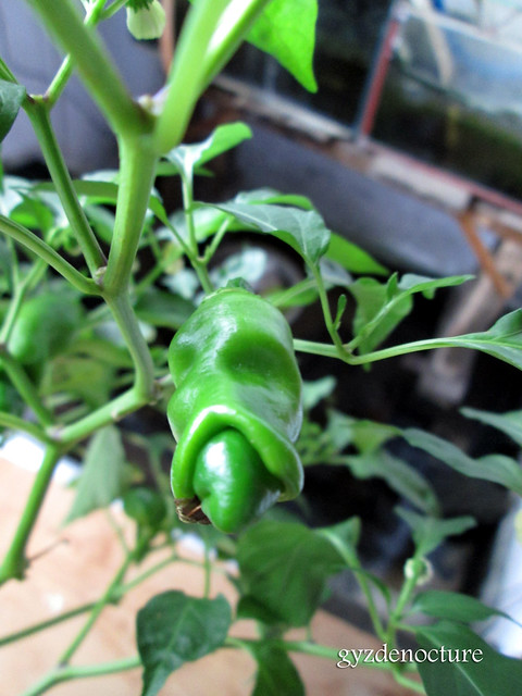 ayo-bertanam-cabe---hot--eksotis