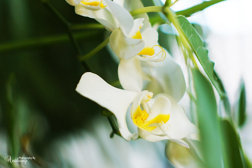 pendopo-sony-alpha---part-4