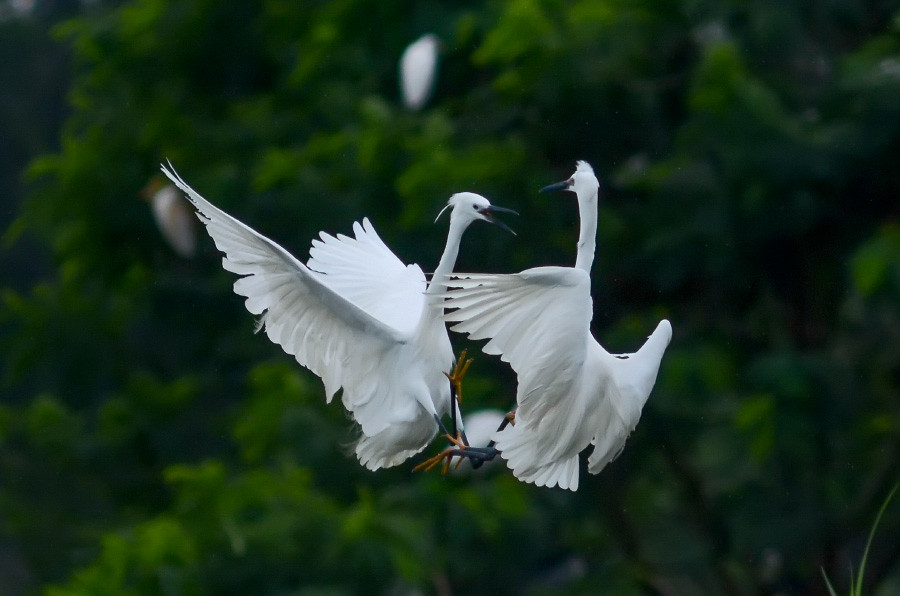 Amazing: Foto bangau sedang bertarung!