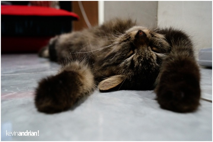 pendopo-sony-alpha---part-4