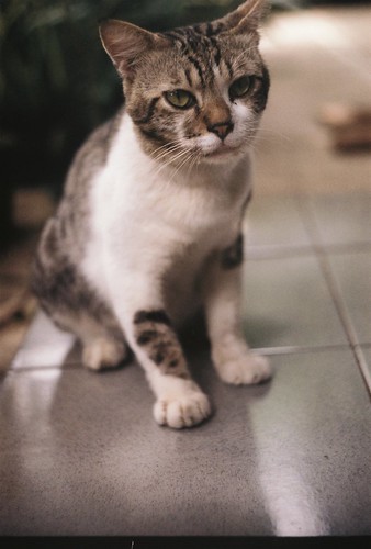 Sharing Mengenai Kucing-Kucing Agan