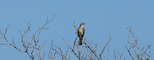 wildlife-fotografi