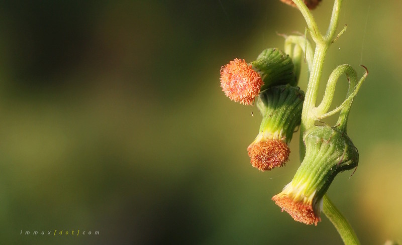fotografi-kaskus-regional-malang