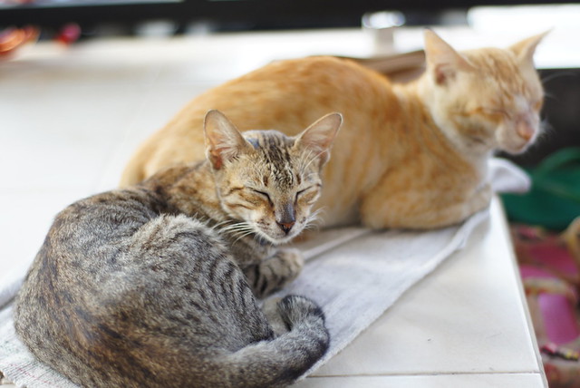 new-pendopo-sony-alpha