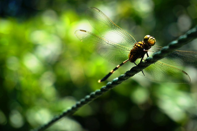 new-pendopo-sony-alpha